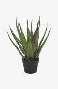 ALOE VERA plante med sort krukke